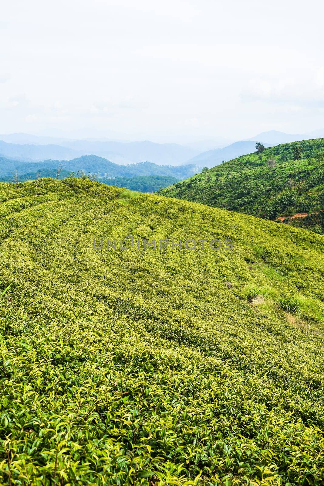 Tea crop in tea hill in Da Lat Vietnam