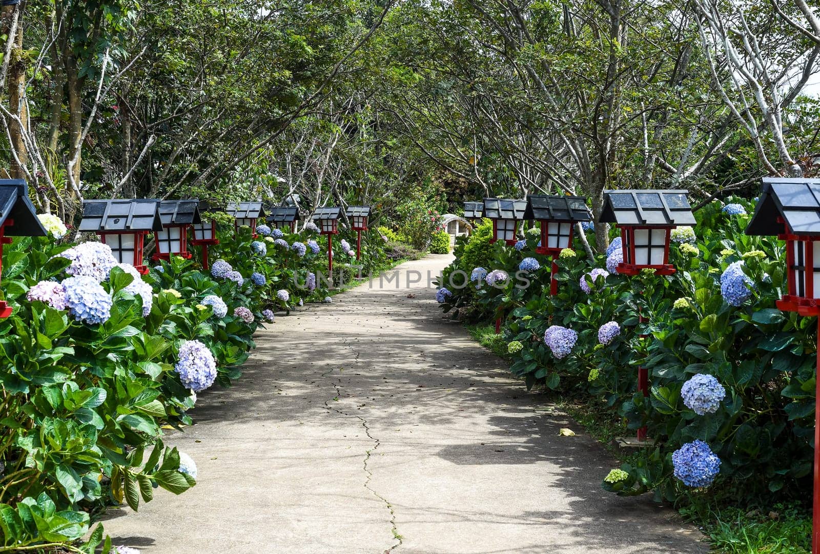 Hydrangea flowers in the city of Da Lat in Vietnam