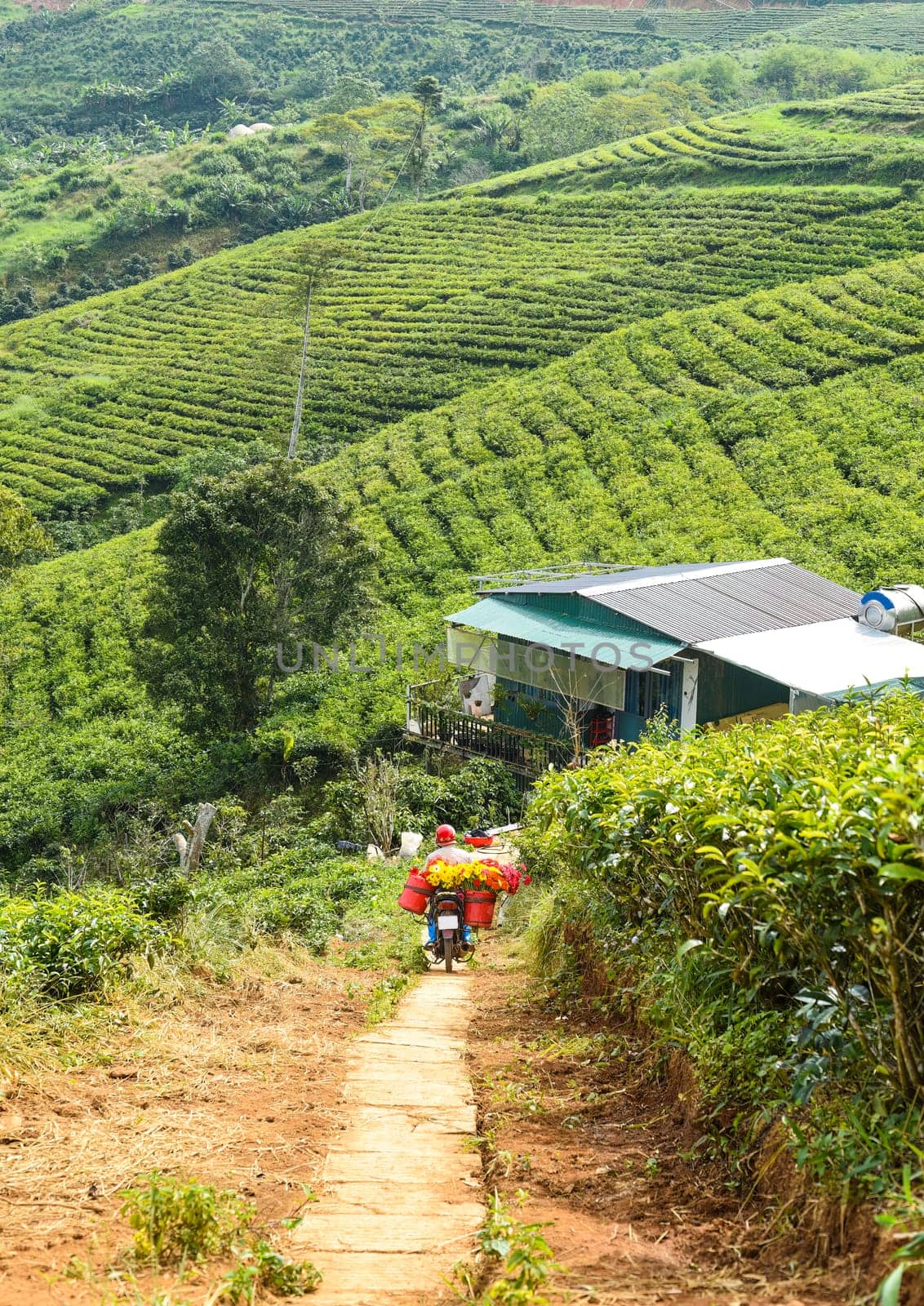 Tea field in Vietnam, Da Lat on a sunny day