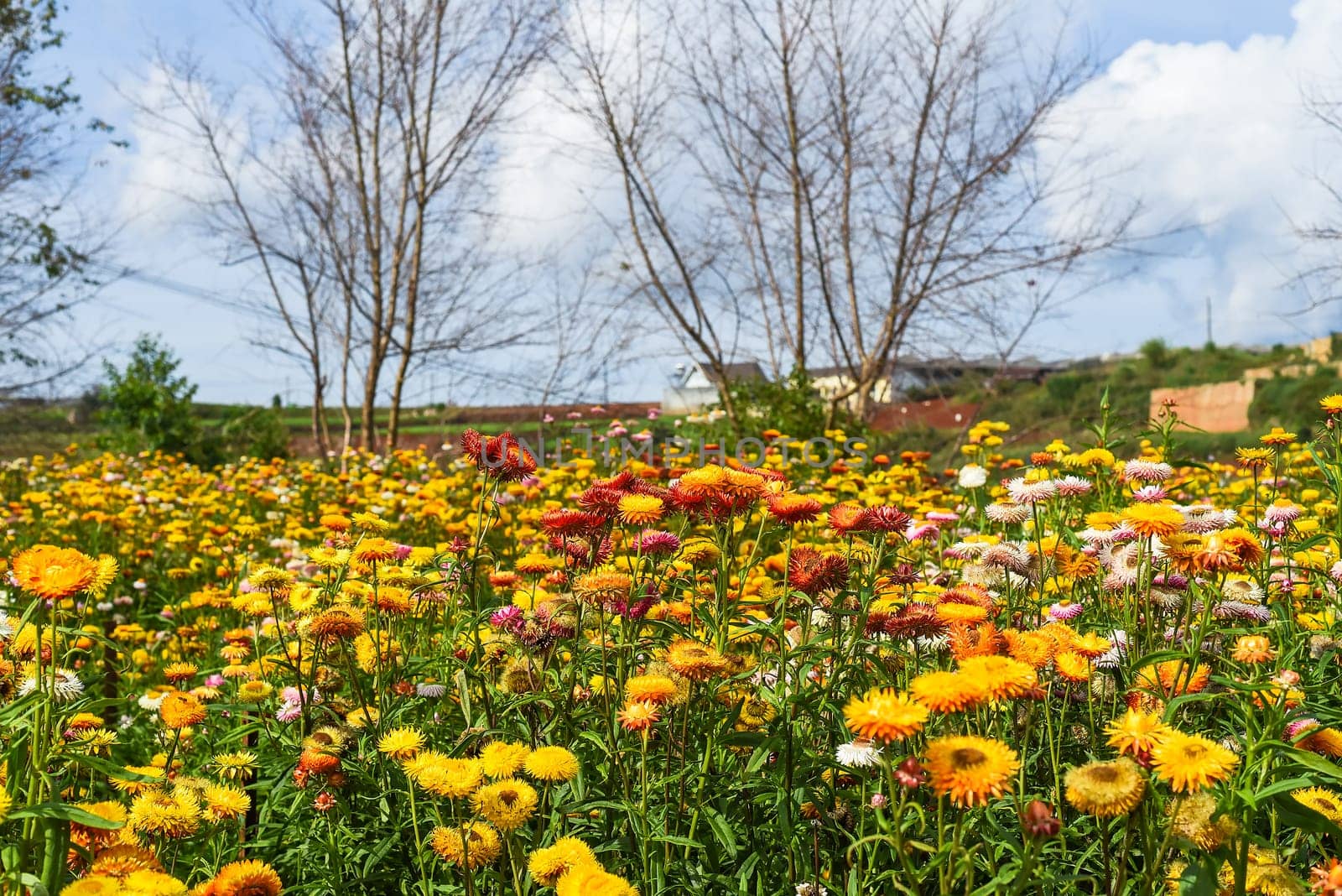 Field of Xerochrysum bracteatum, commonly known as the golden everlasting or strawflower