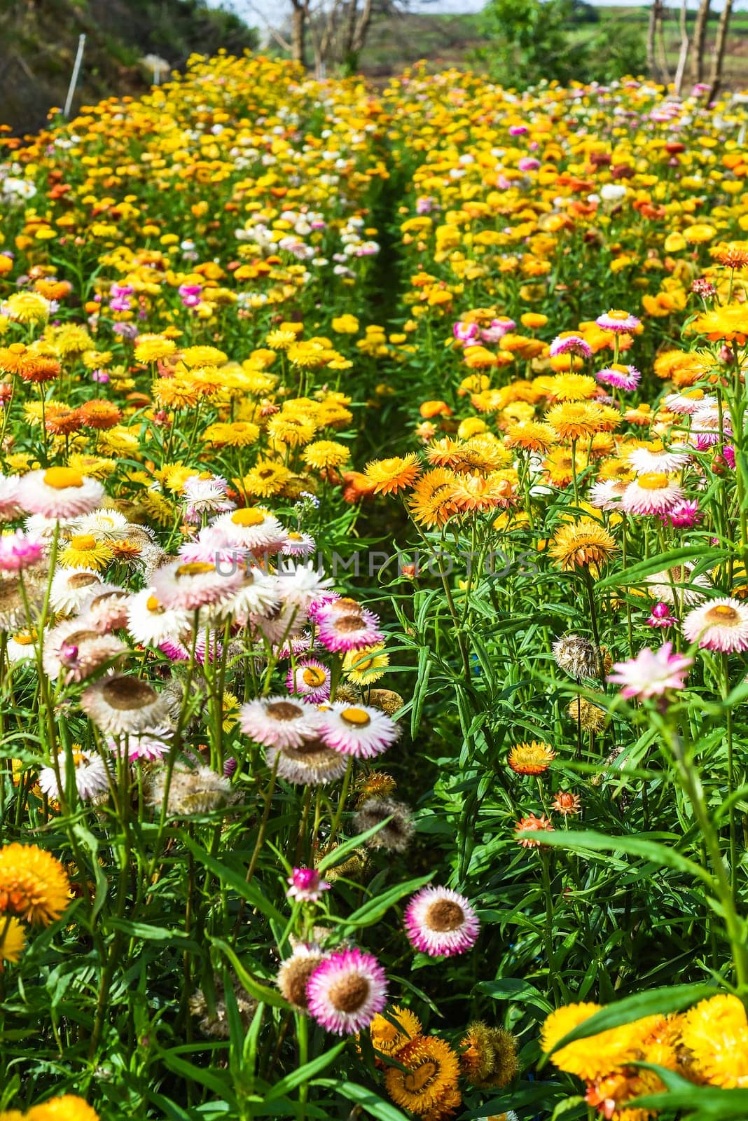 Field of Xerochrysum bracteatum, commonly known as the golden everlasting or strawflower
