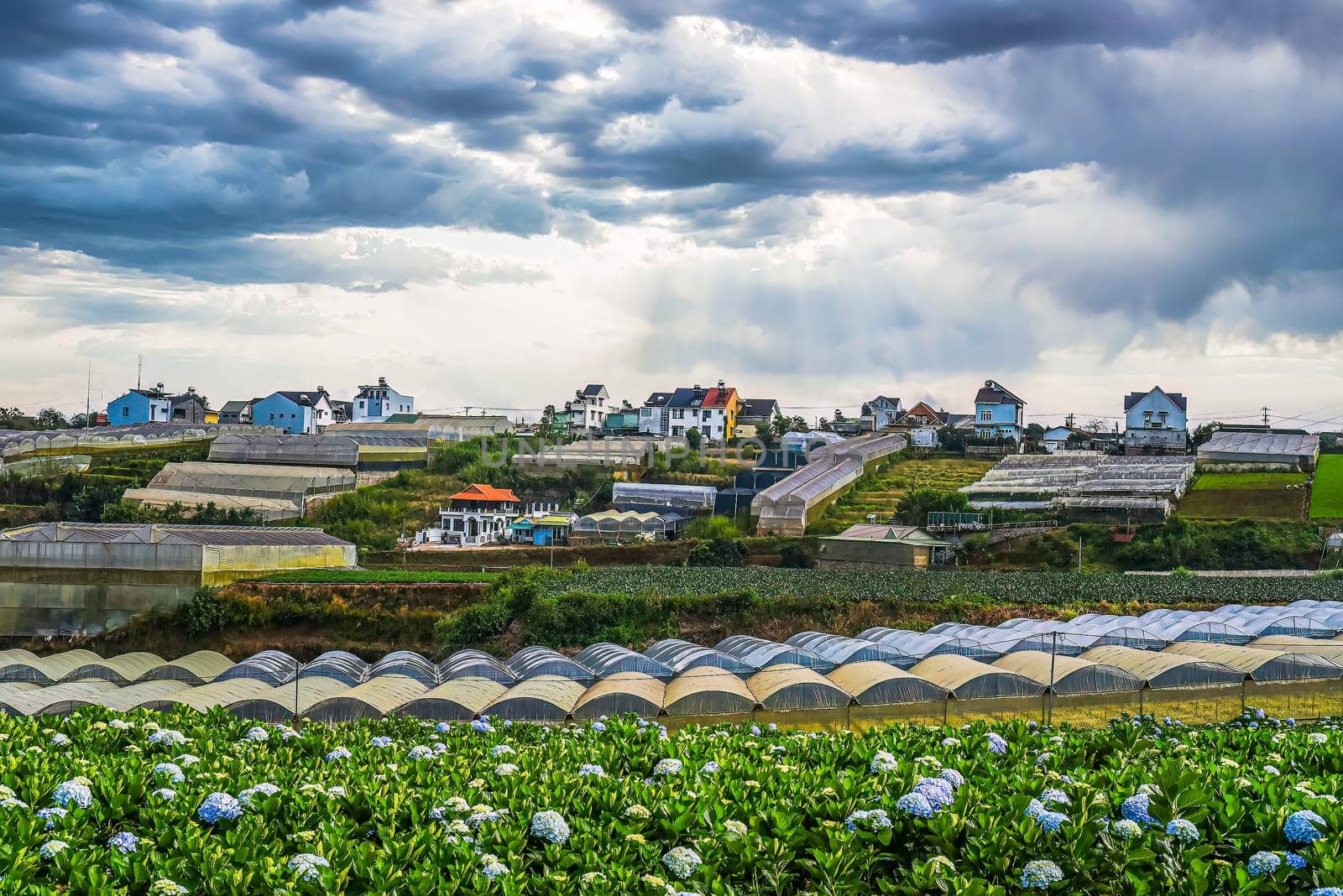 Hydrangea field against the  greenhouses and plantations in the city of Da Lat in Vietnam