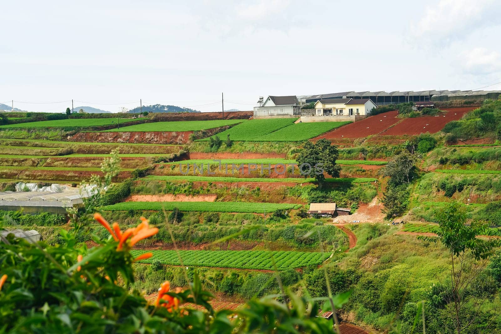 Hills and plantations of Da Lat city in Vietnam