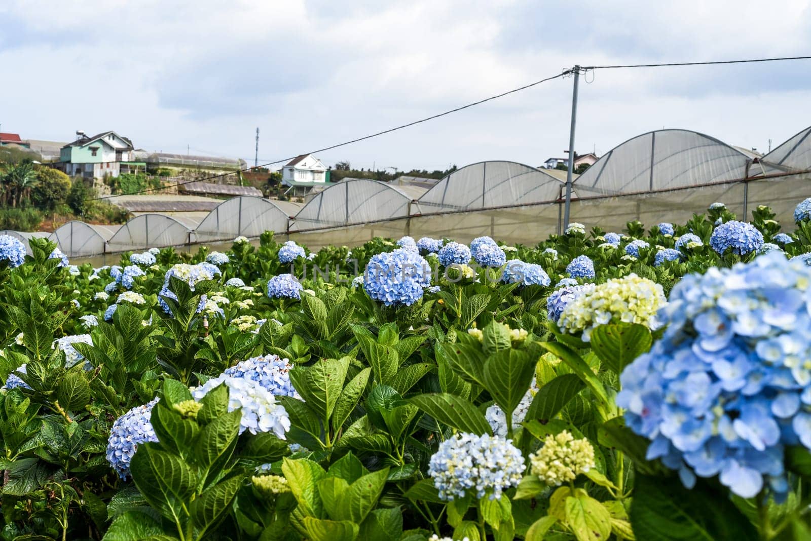 Hydrangea field against the  greenhouses and plantations in the city of Da Lat in Vietnam