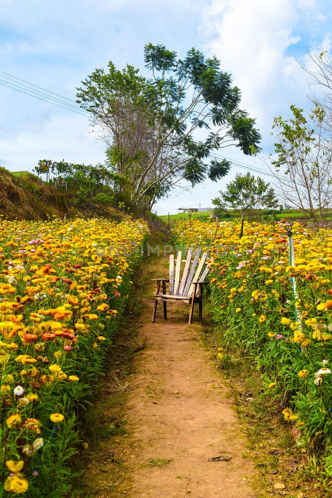 Field of Xerochrysum bracteatum, commonly known as the golden everlasting or strawflower and chair for rest