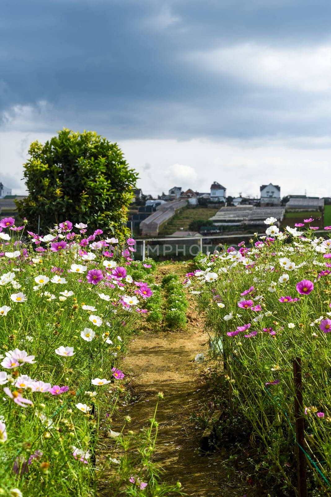 Cosmos flowers against fields in Da Lat with copy space as background