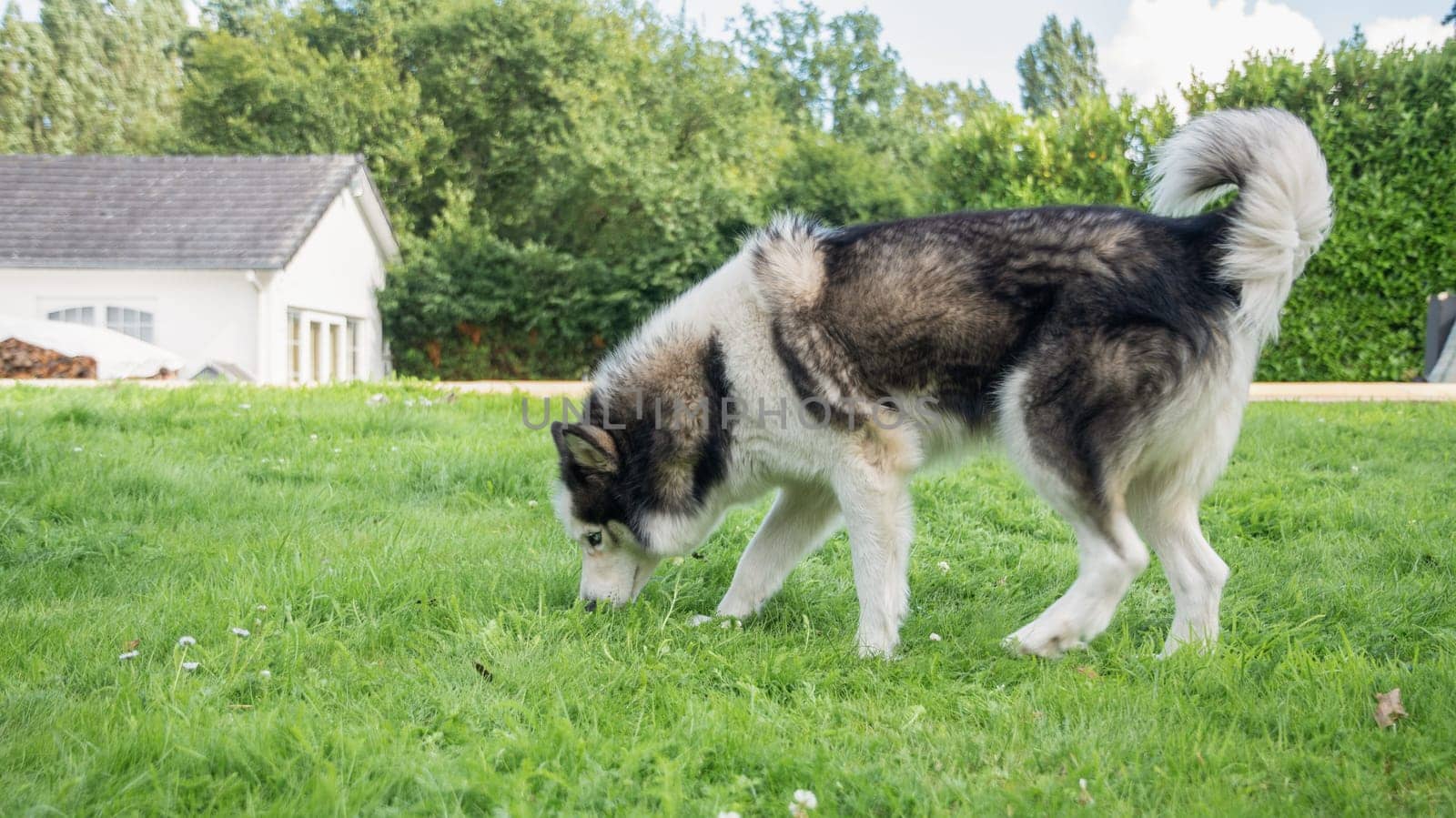 A young Siberian Husky strolls through a lush green lawn in a vibrant garden, searching for treats in the grass while enjoying the warm sunshine and beautiful summer day,
