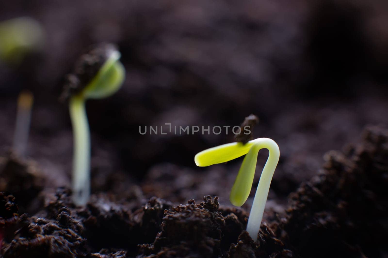 Macro view of germinating seeds on dark soil. Selectiv focus