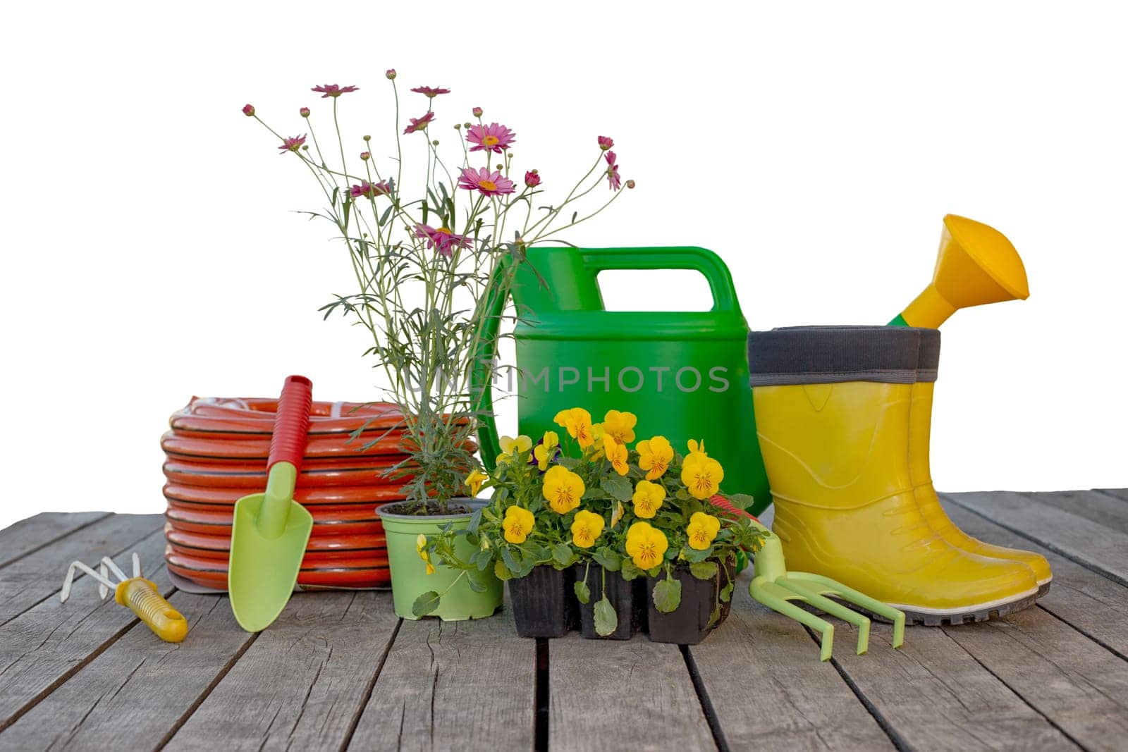 Gardening tools, watering can, irrigation hose, flower seedlings on wooden boards isolated on white background. Copy space
