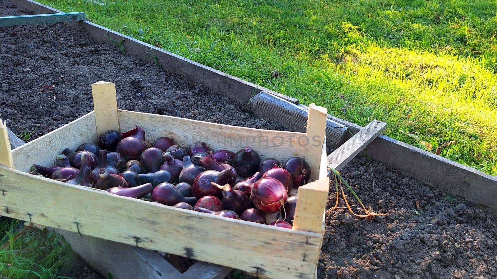 Freshly harvested onions in wooden crate on garden plot.