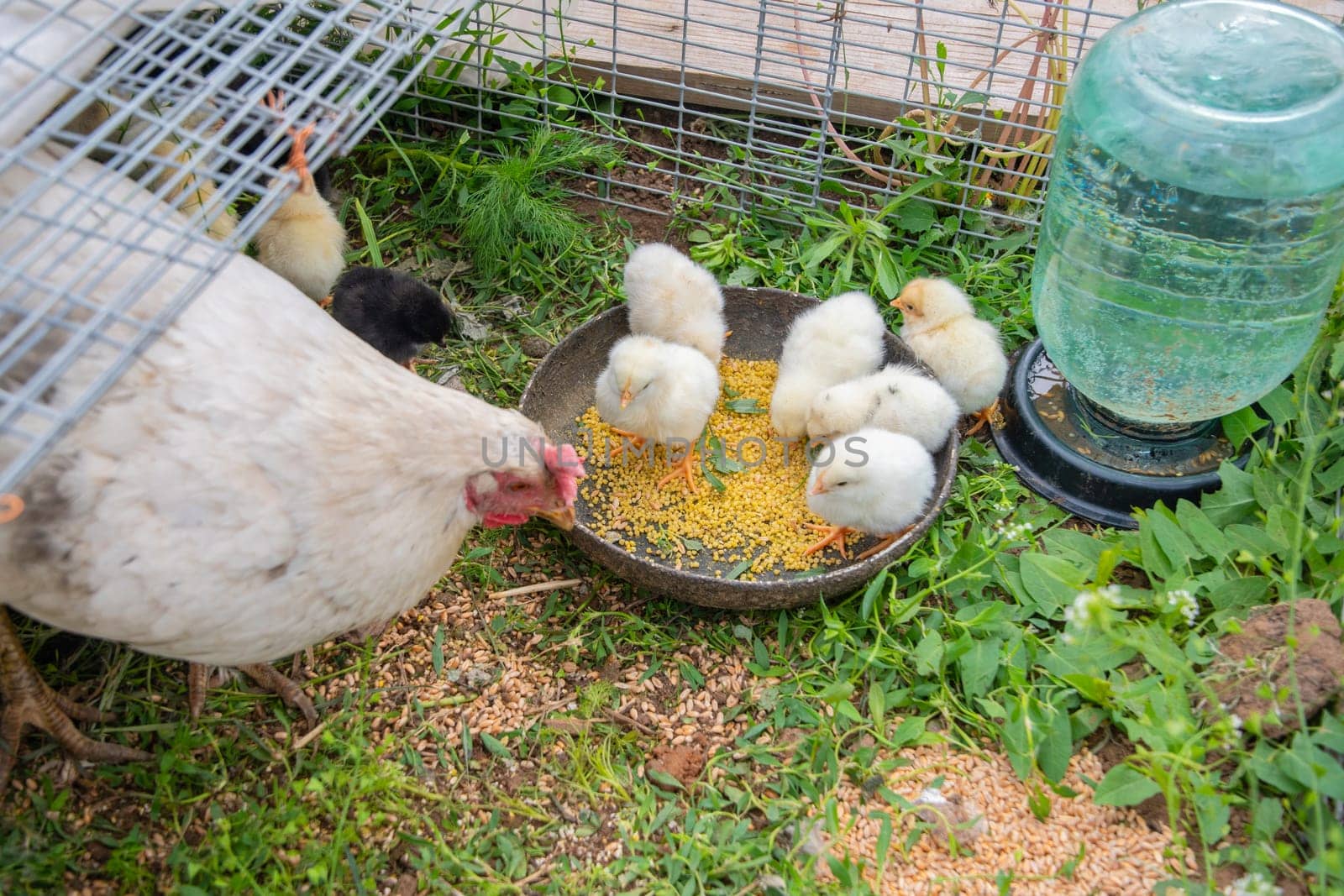 White hen observing a lively group of chicks eagerly eating from a bowl filled with seeds in a spacious outdoor chicken coop, complete with metal mesh and a water dispenser