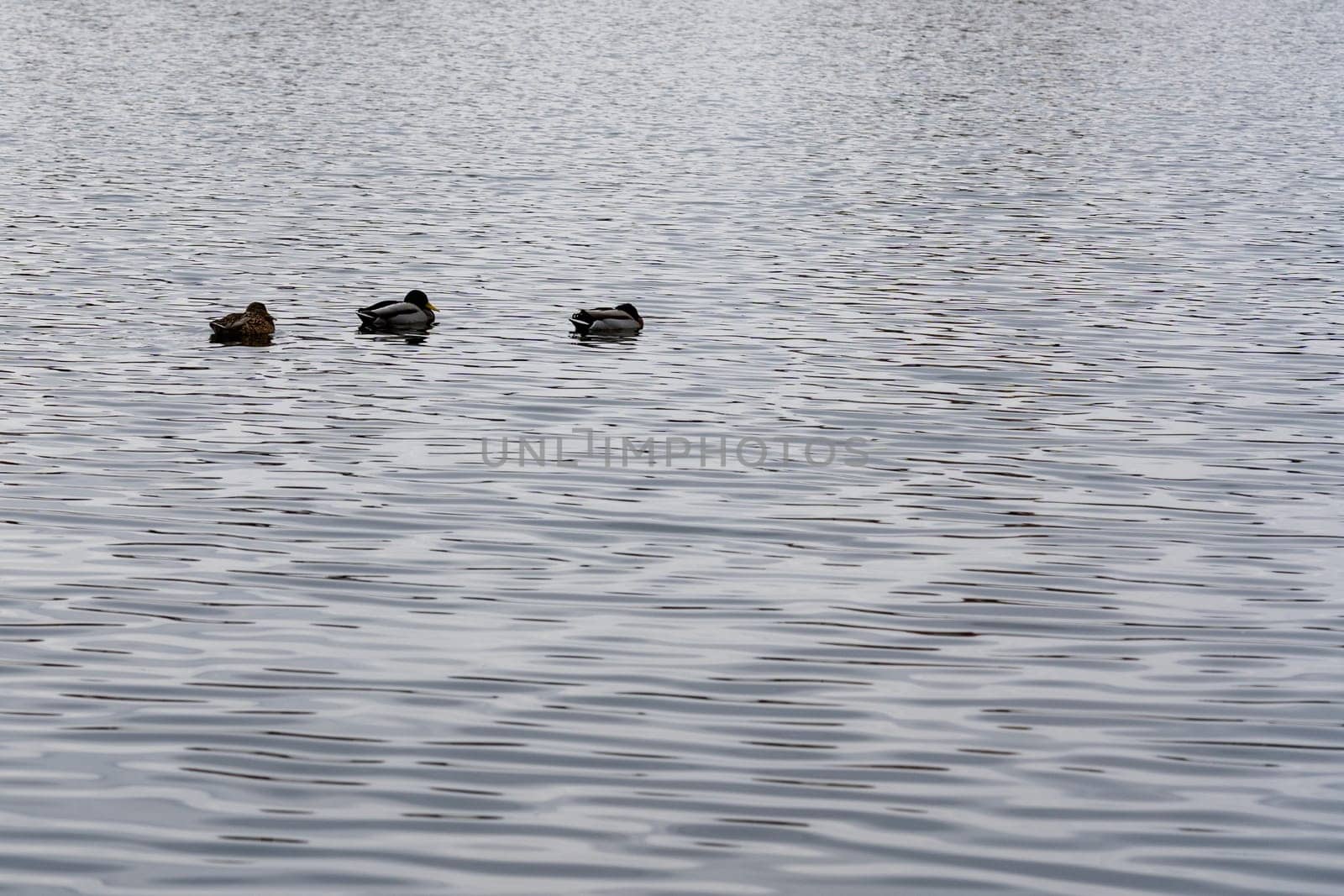 Three ducks glide effortlessly across the surface of a calm lake, creating ripples in the water. The atmosphere is peaceful, with overcast skies adding to the tranquility of the setting.