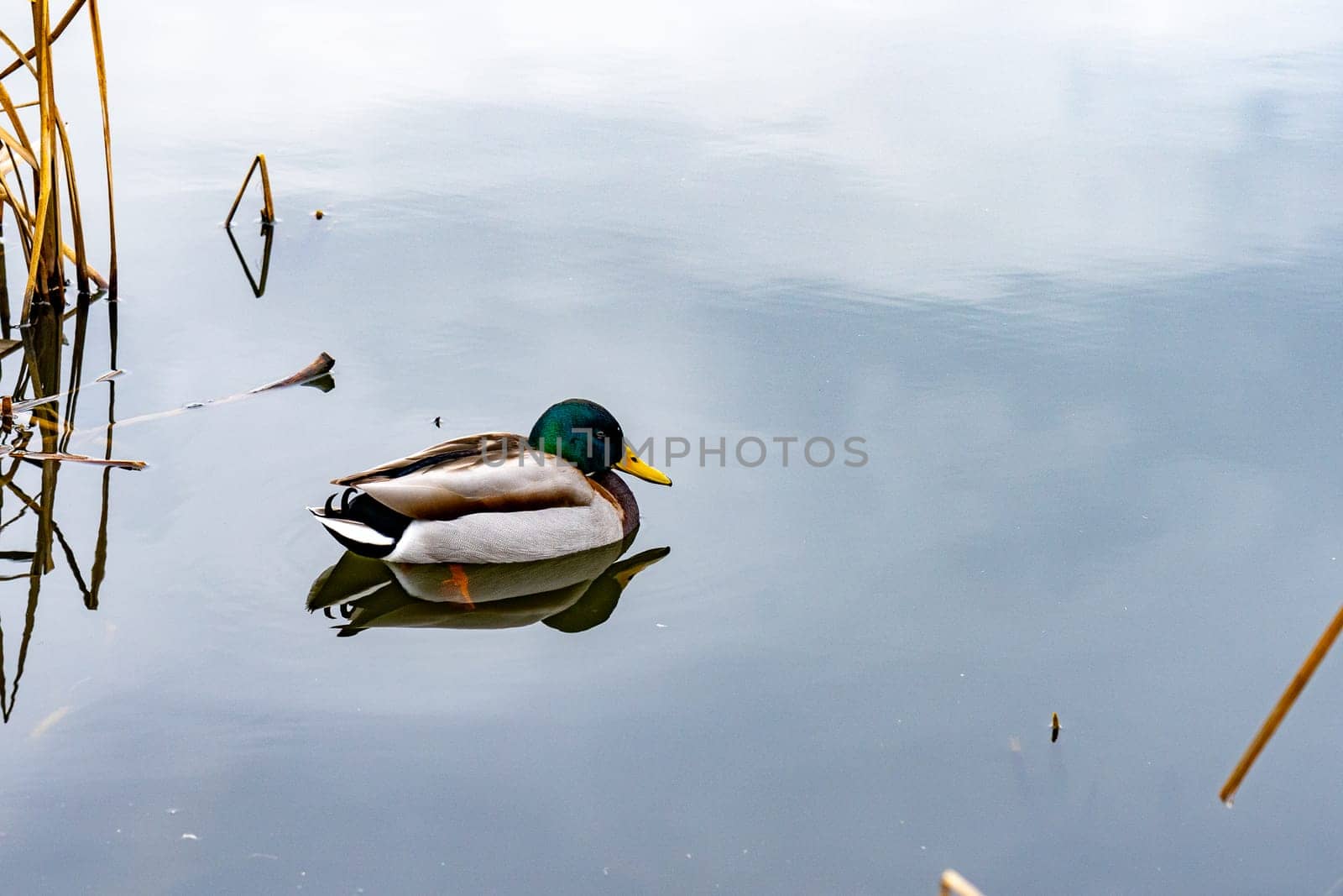 A mallard duck glides effortlessly on still water, surrounded by tall grass. The overcast sky reflects softly on the serene surface, creating a tranquil atmosphere.