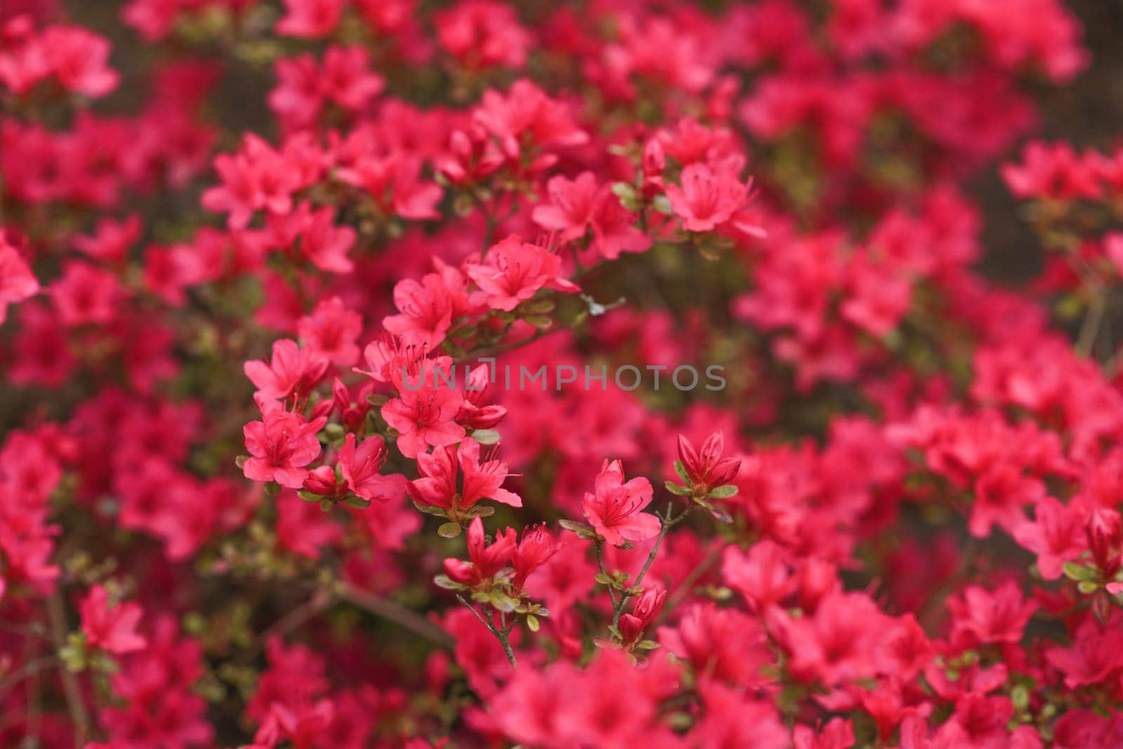 Pink saturated azalea flowers in the garden.