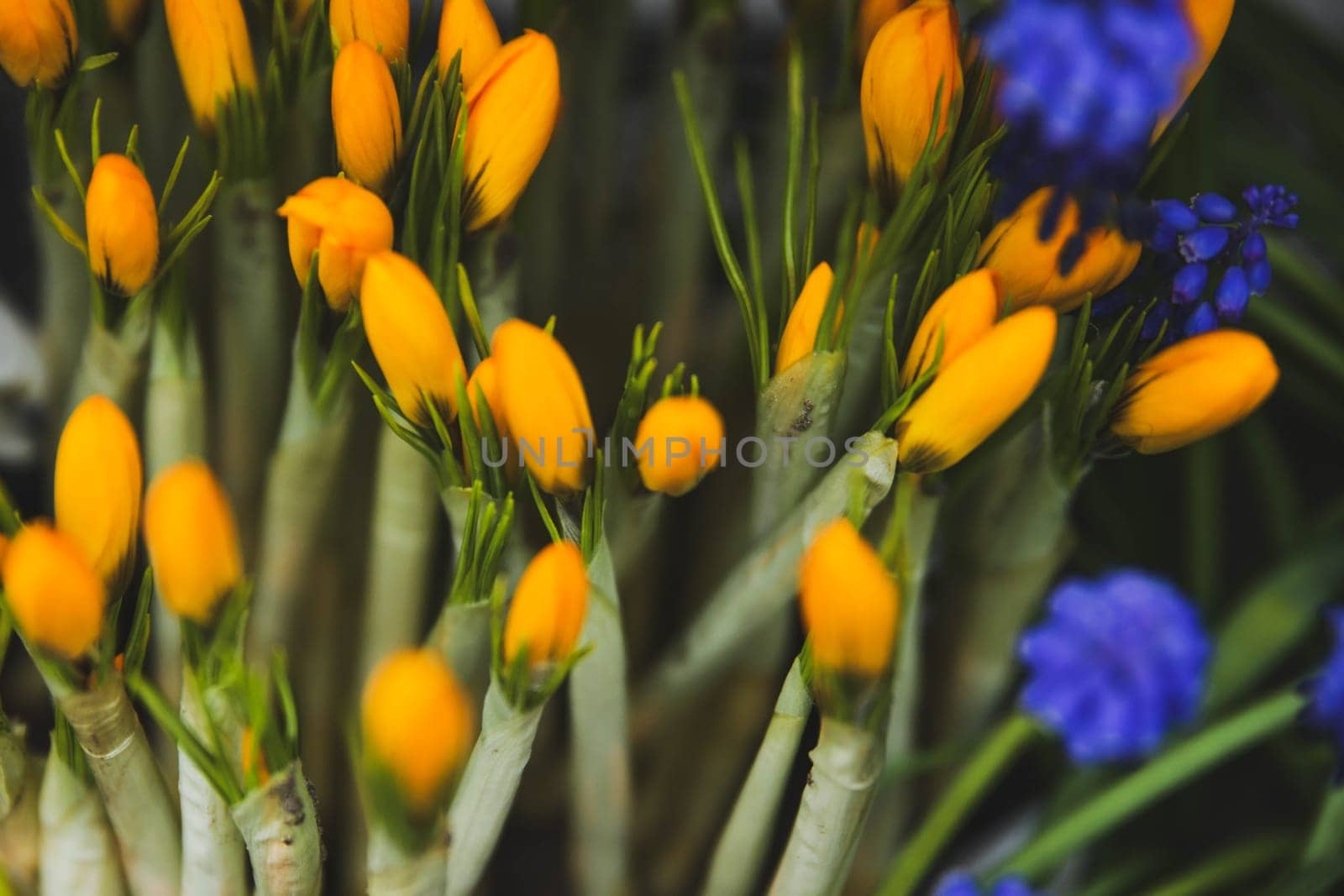 Muscari and yellow crocuses first spring flowers