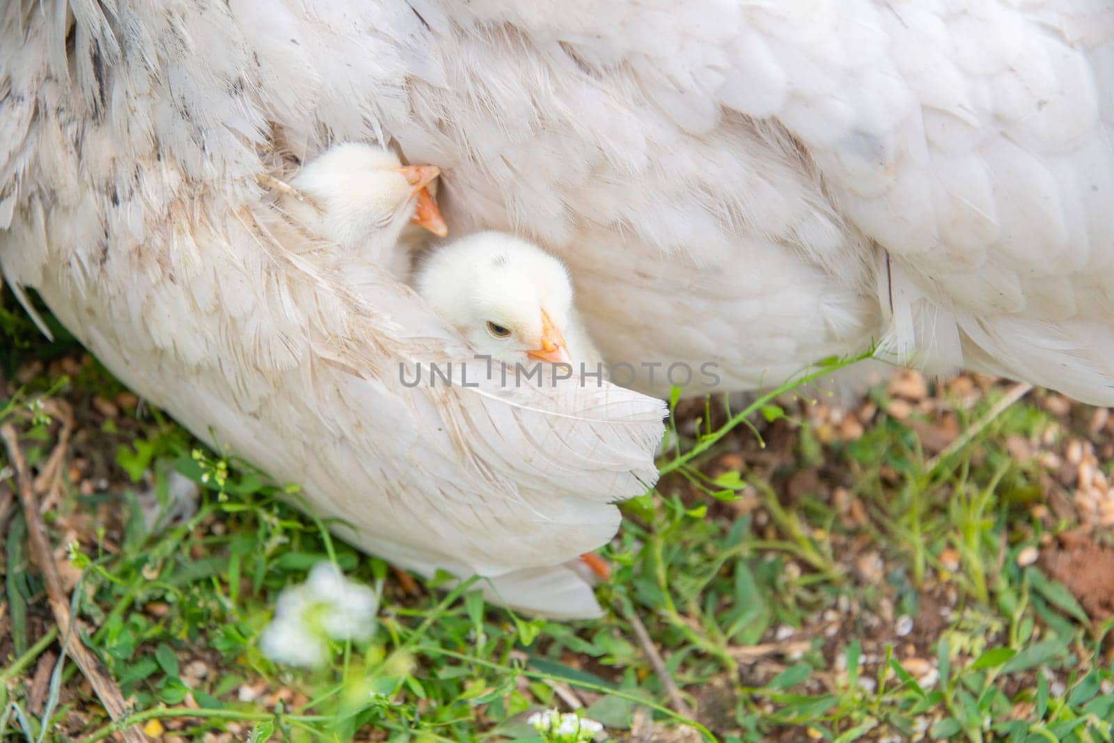 Two small yellow and white chicks huddle together for warmth and protection under the wing of their mother hen, resting on a patch of grass,