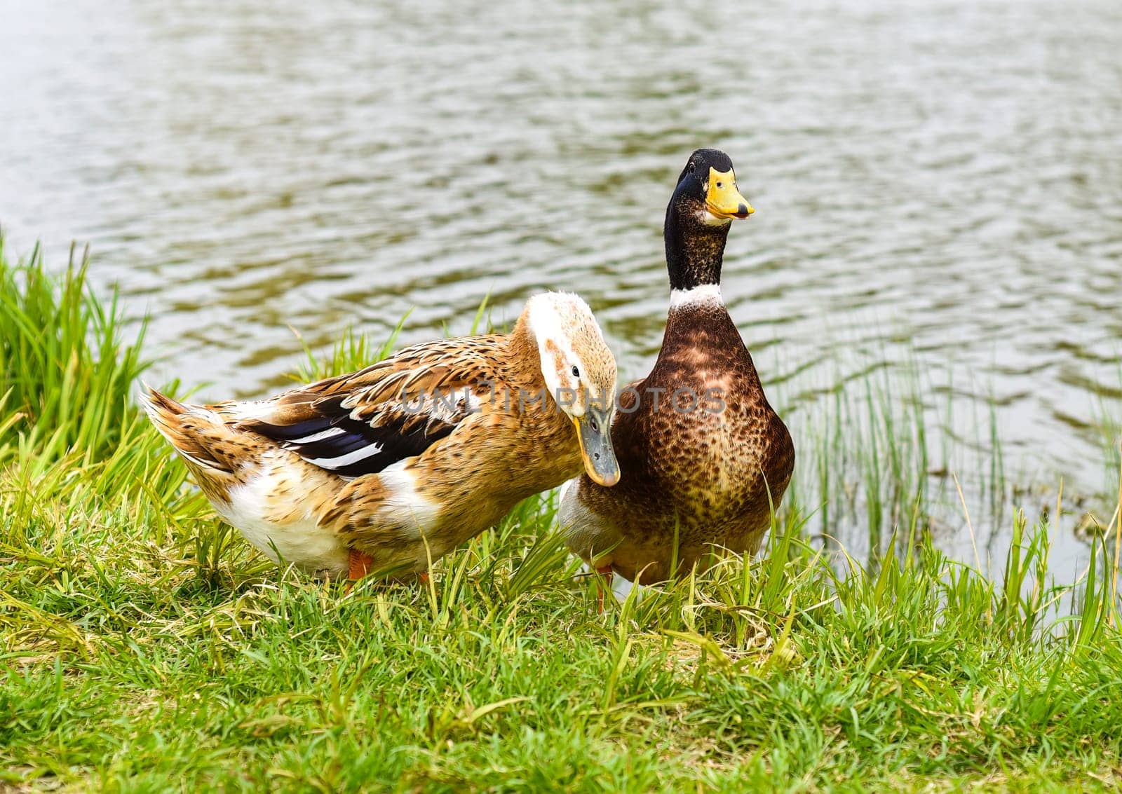 Mallard male and Mallard female ducks resting near a pond