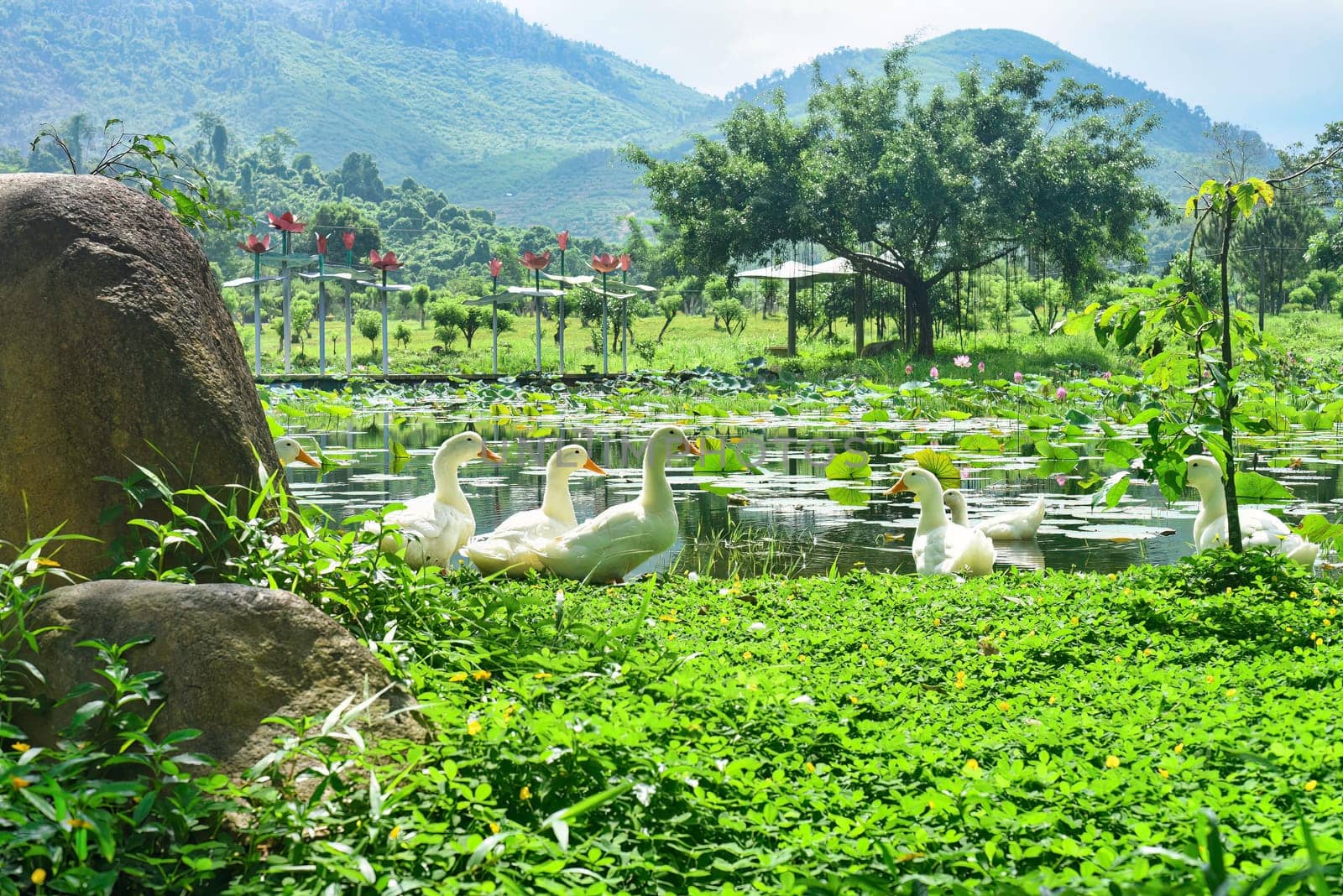 White ducks resting against lotuses lake in Vietnam on a sunny day