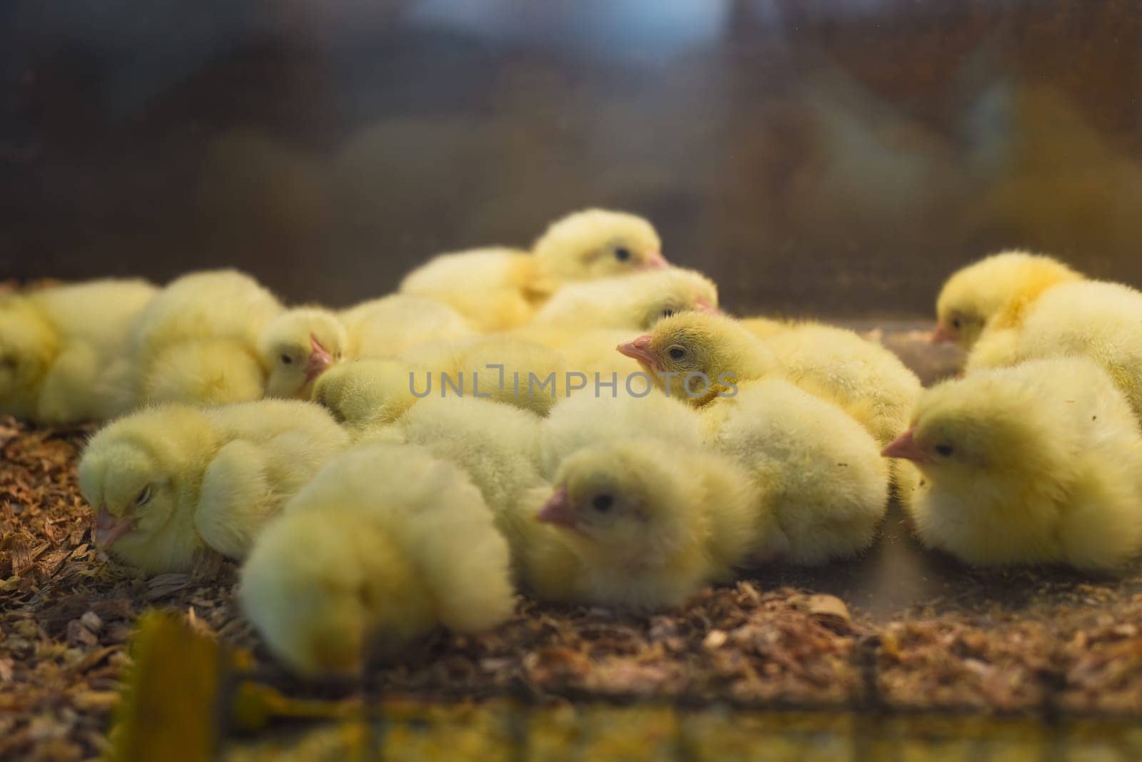 New born chick near eggshell in incubator