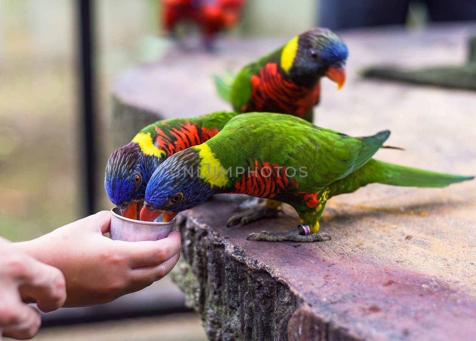 Loriini parrots drinking milk in Kuala Lumpur, Malaysia