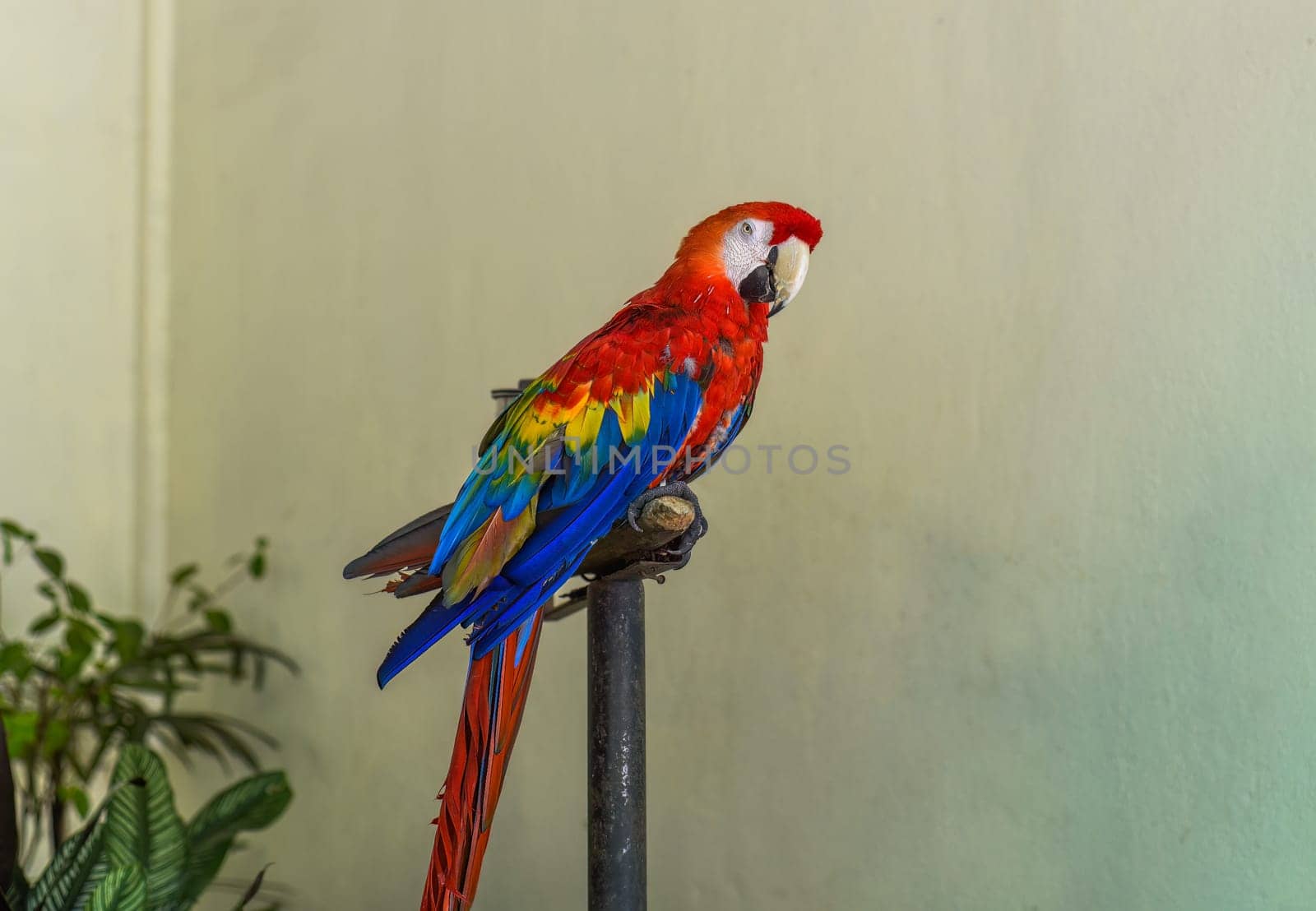 Macaw parrot resting on a branch in Malaysia