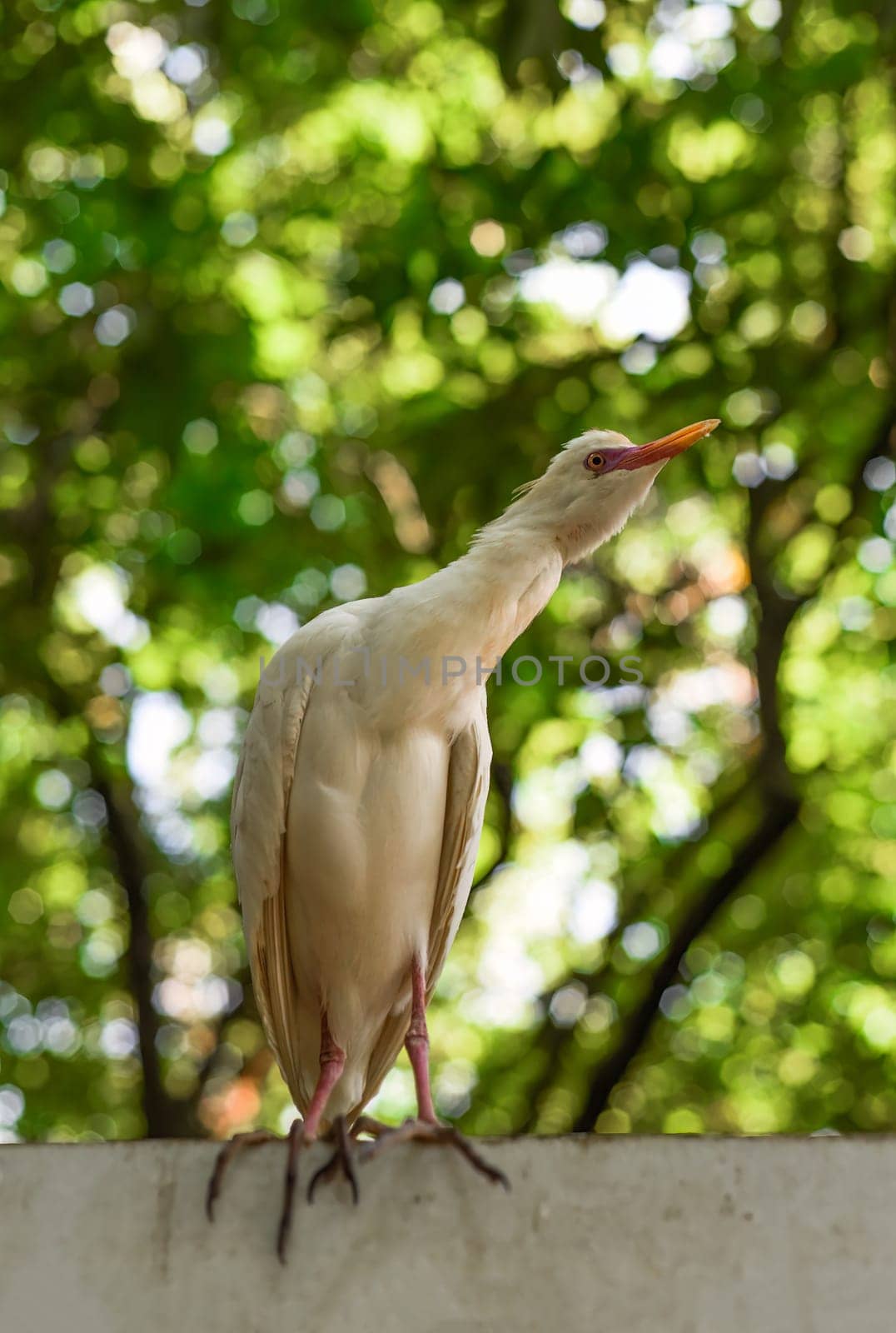 The cattle egret (Bubulcus ibis) outdoors in Kuala Lumpur, Malaysia