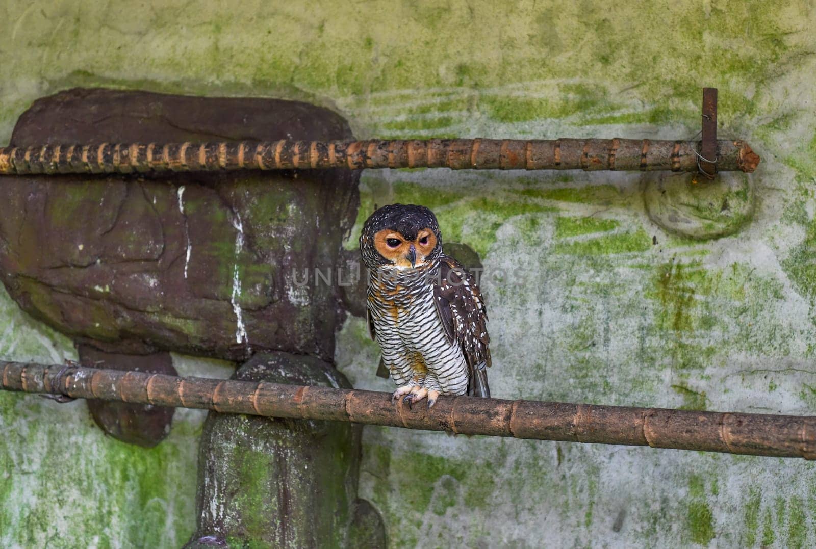 The spotted wood owl (Strix seloputo) sleeping on a tree