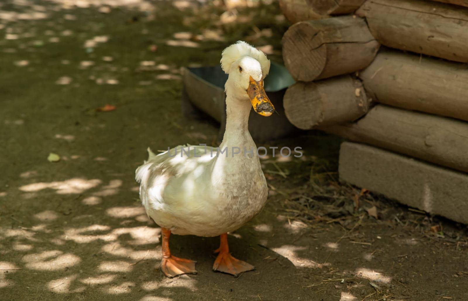 Crested (duck breed) duck walking around close up