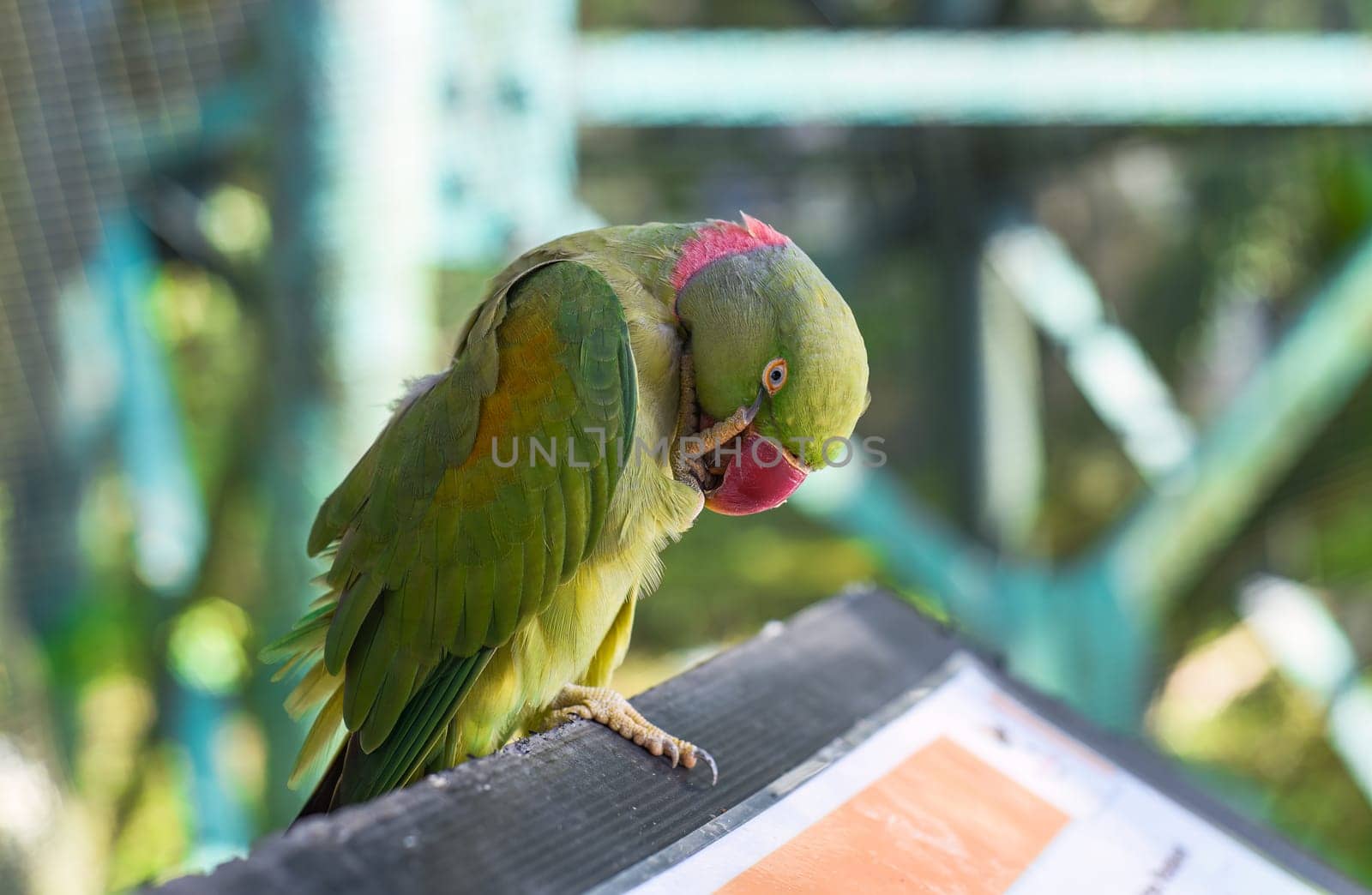The Alexandrine parakeet (Psittacula eupatria), also known as the Alexandrine parrot in Malaysia