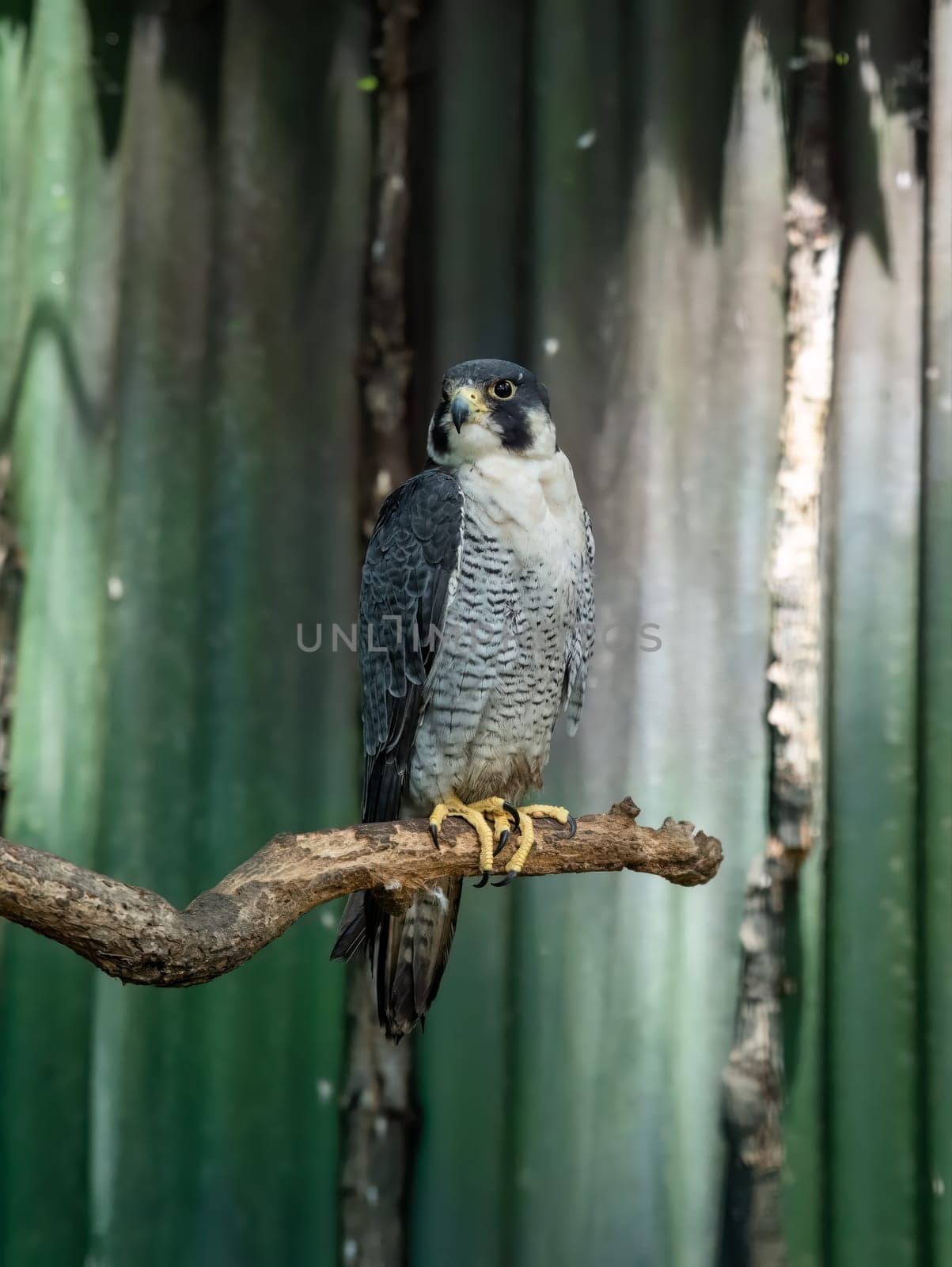 Peale's falcon (Falco peregrinus pealei) bird sitting close up, portrait