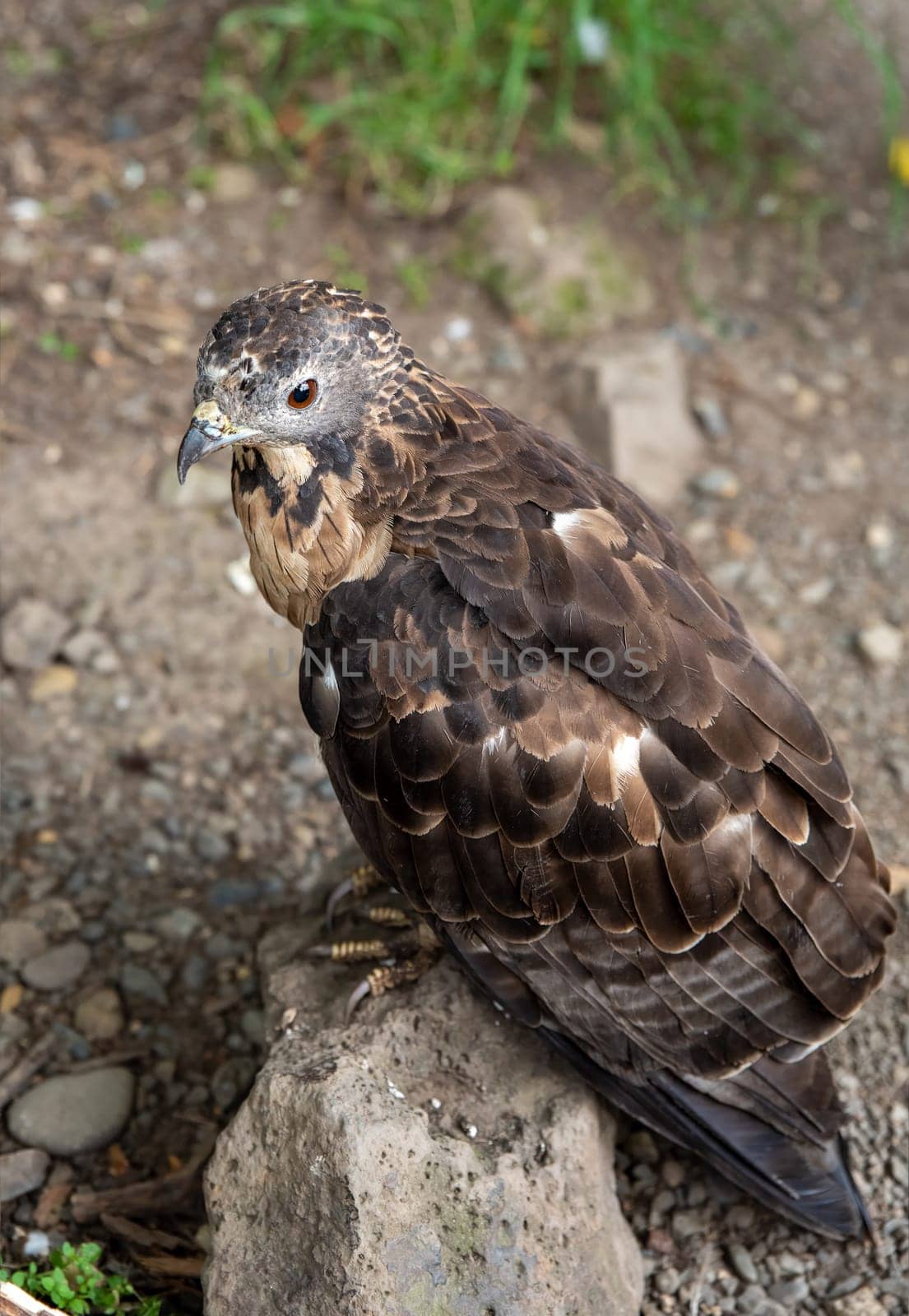 The crested honey buzzard (Pernis ptilorhynchus), also known as the Oriental, Asiatic, or Eastern honey buzzard