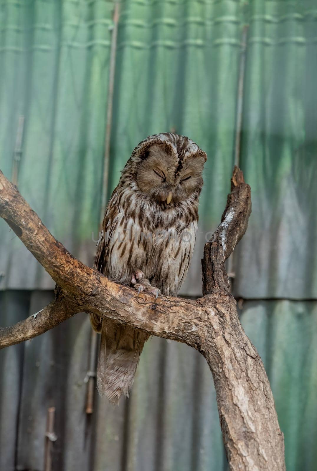 Ural owl (Strix uralensis) bird sleeping alone