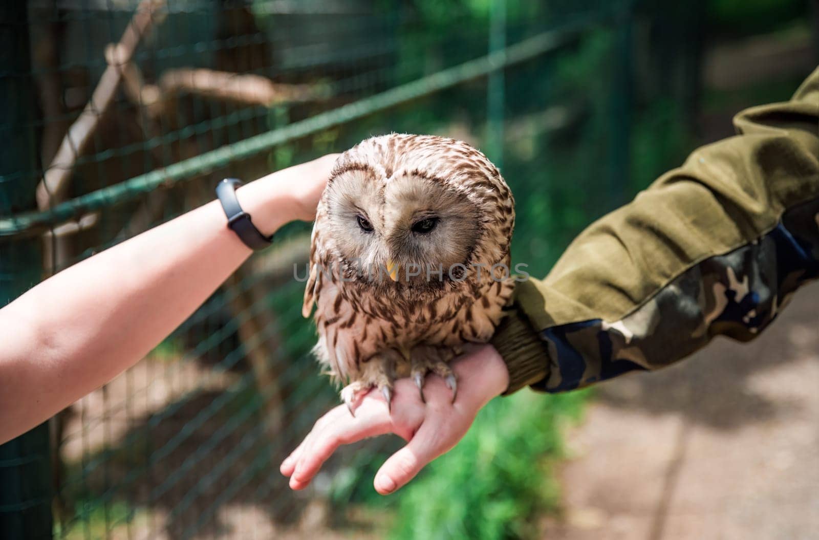Person holding Ural owl (Strix uralensis) bird on arm as a caring of a World Animal Day