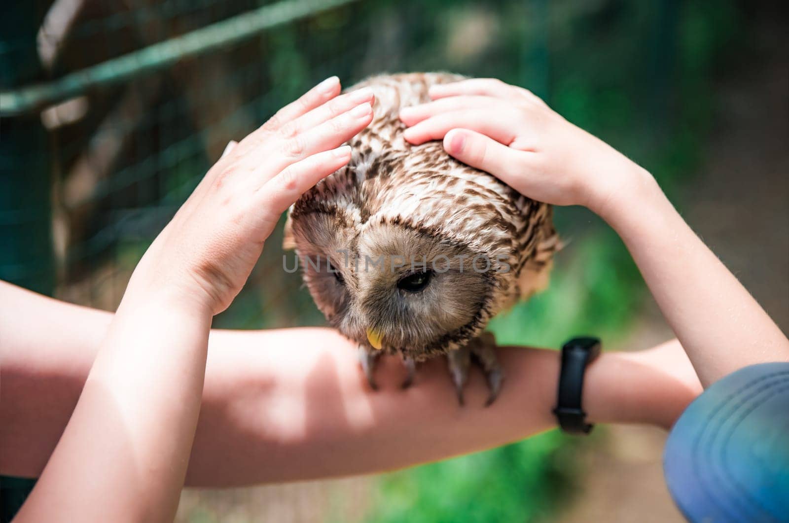 Person holding Ural owl (Strix uralensis) bird on arm as a caring of a World Animal Day
