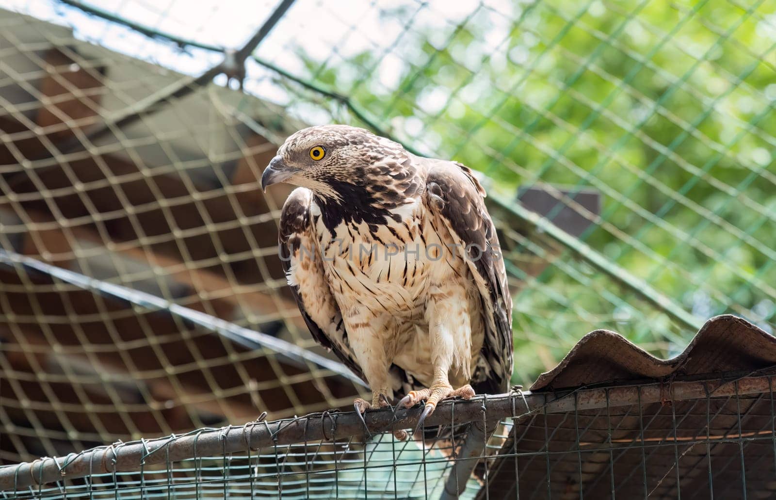 The crested honey buzzard (Pernis ptilorhynchus), also known as the Oriental, Asiatic, or Eastern honey buzzard