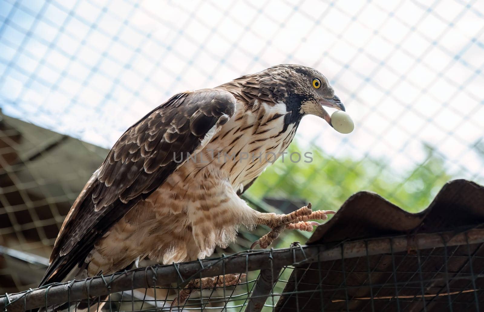 The crested honey buzzard (Pernis ptilorhynchus), also known as the Oriental, Asiatic, or Eastern honey buzzard eating