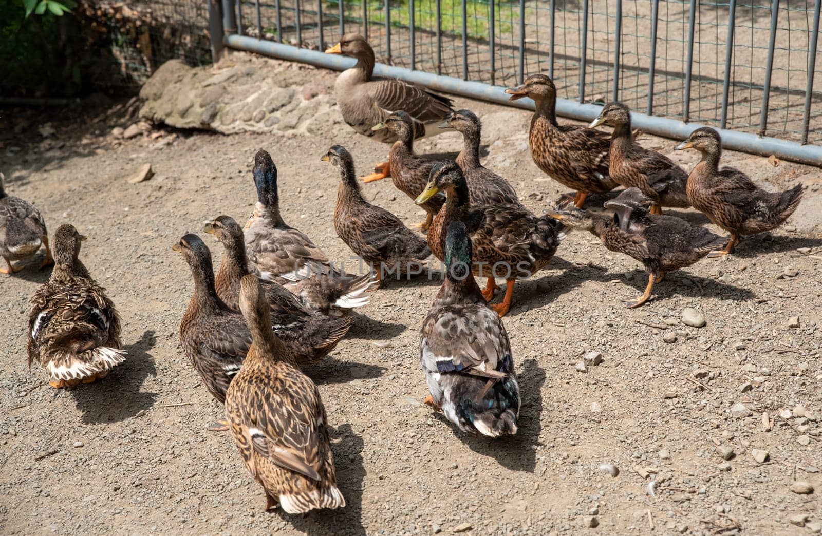 Group of ducks Mallard female and Mallard male