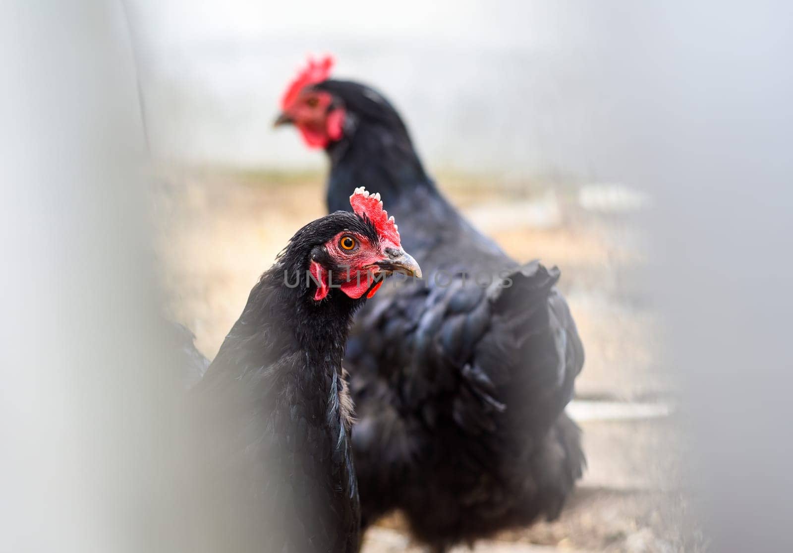 Black chicken looking in the camera