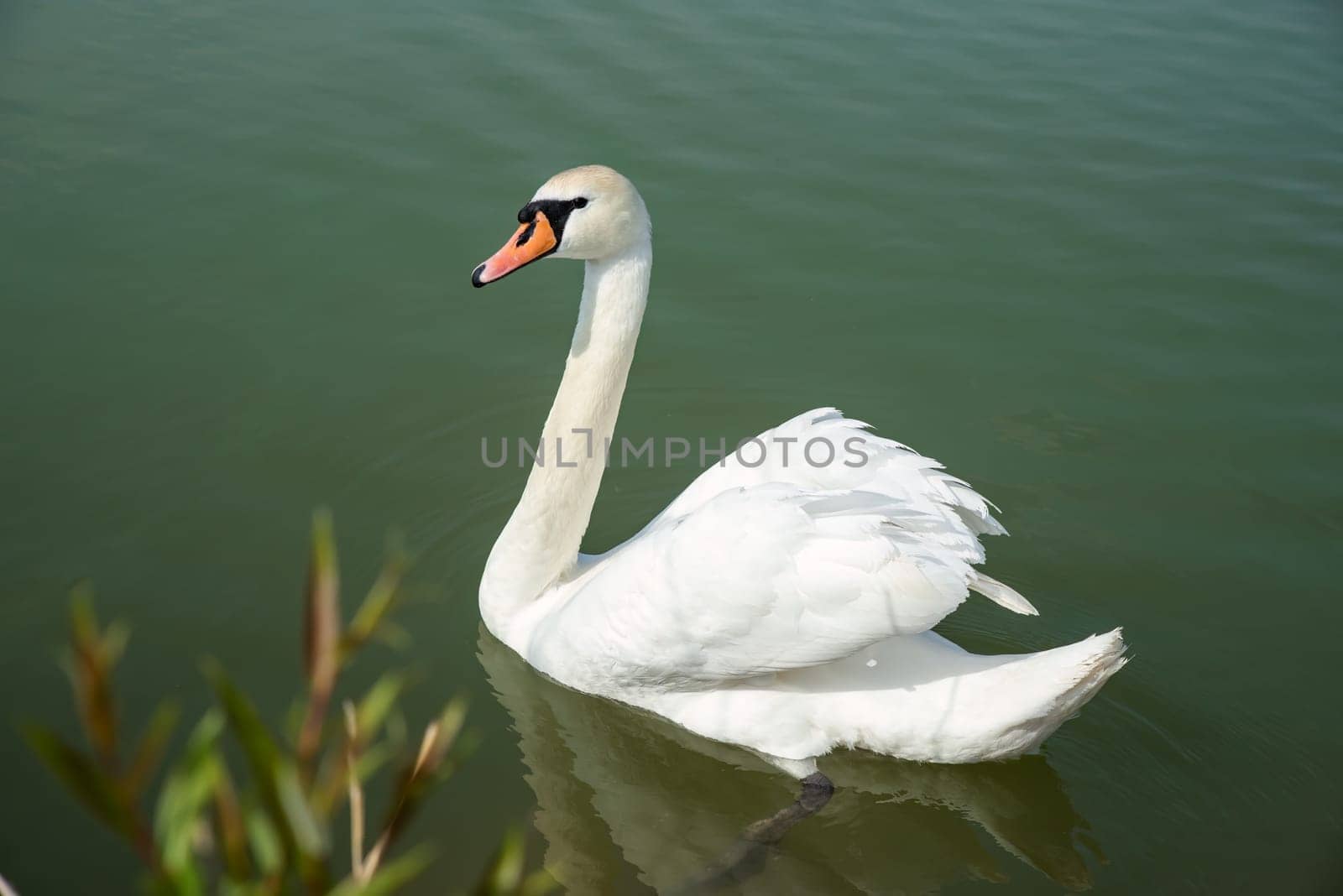One white swan (Cygnus atratus) swimming in the lake in Russia