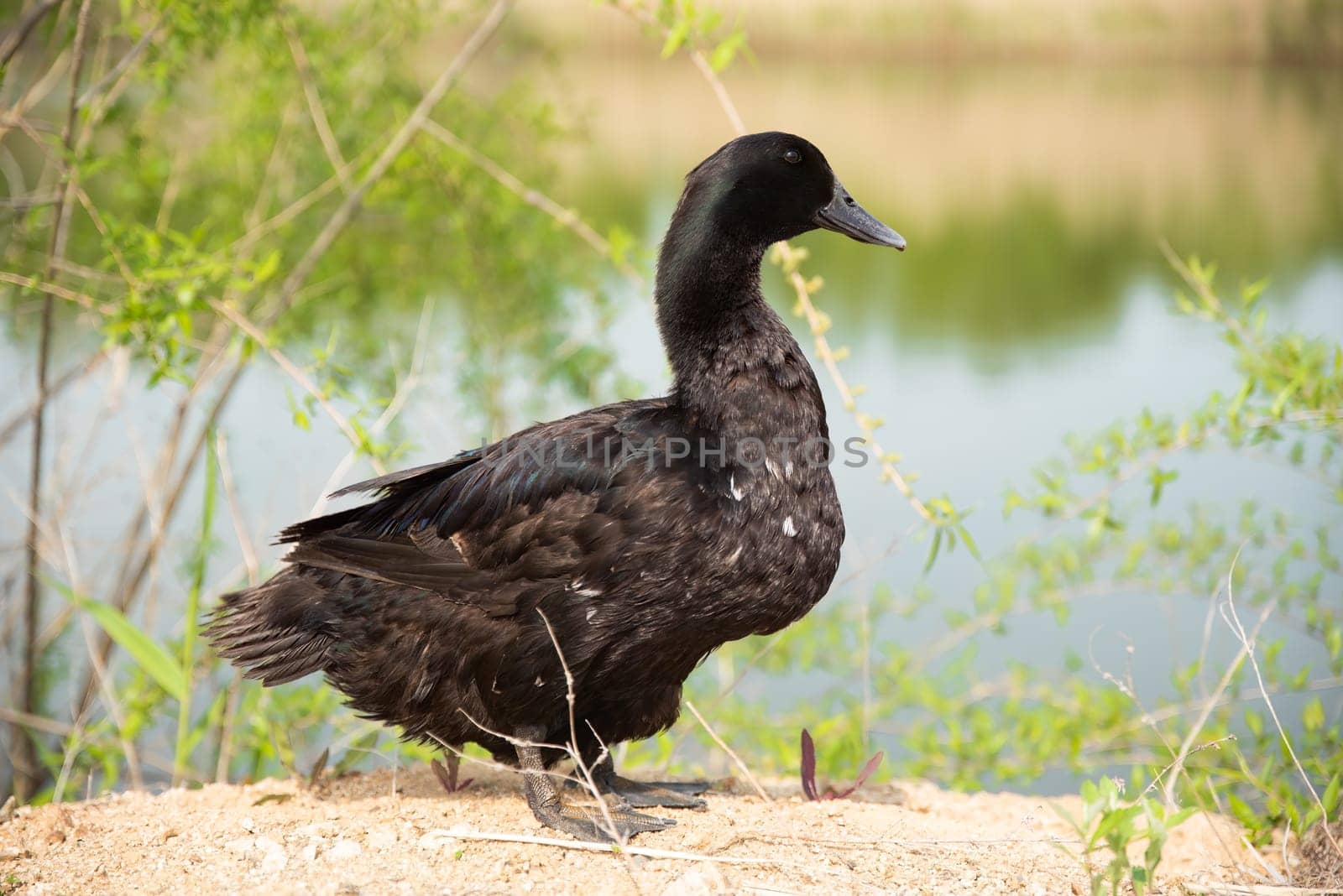 The Pomeranian or Pommern duck also known such as the Shetland duck and Swedish Blue duck