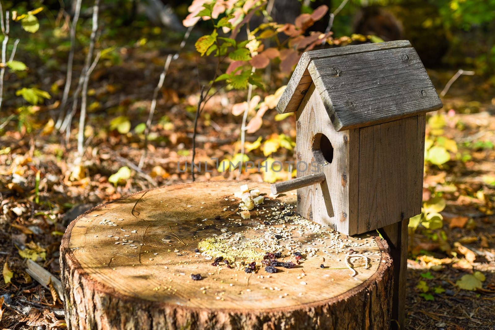 wooden birdhouse with food for birds
