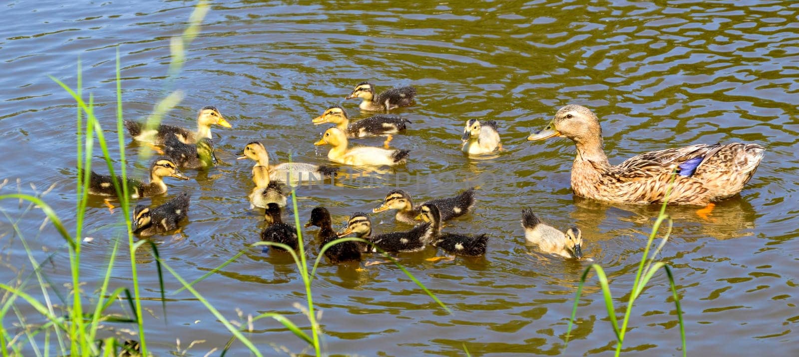 Mallard female (anas platyrhynchos) duck with little ducklings swimming in pond on a summer day
