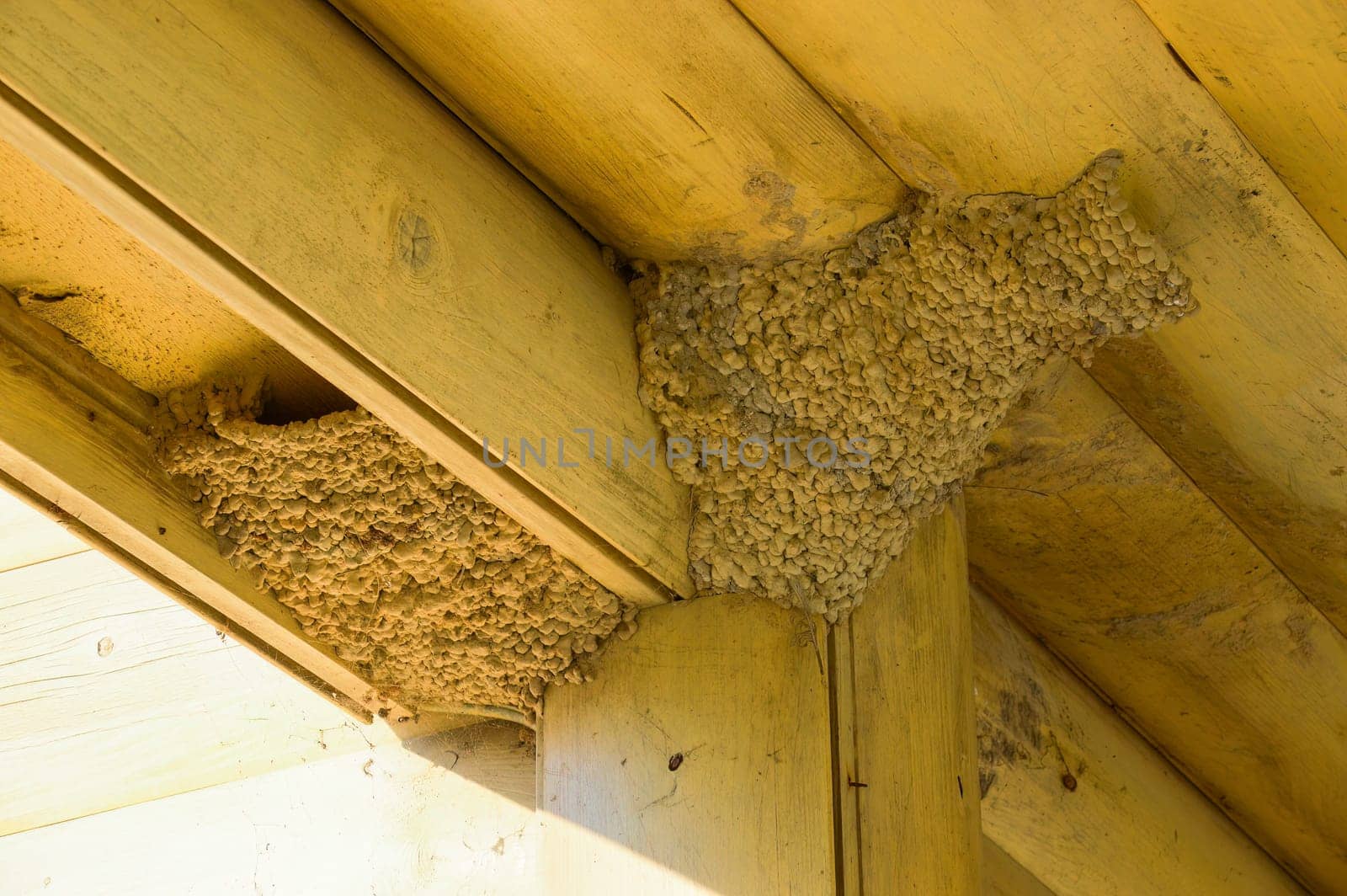 Nests of swallows under the roof of the wooden house. Russia.