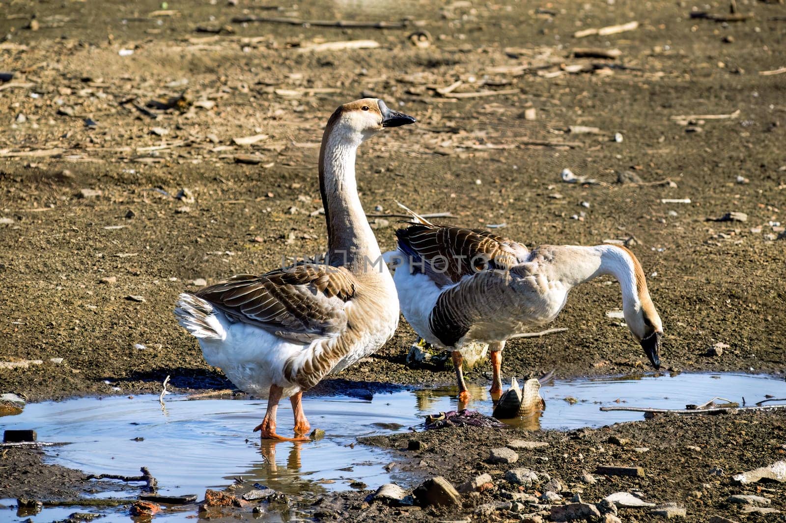 Gray goose standing and looking away near drinking goose and water