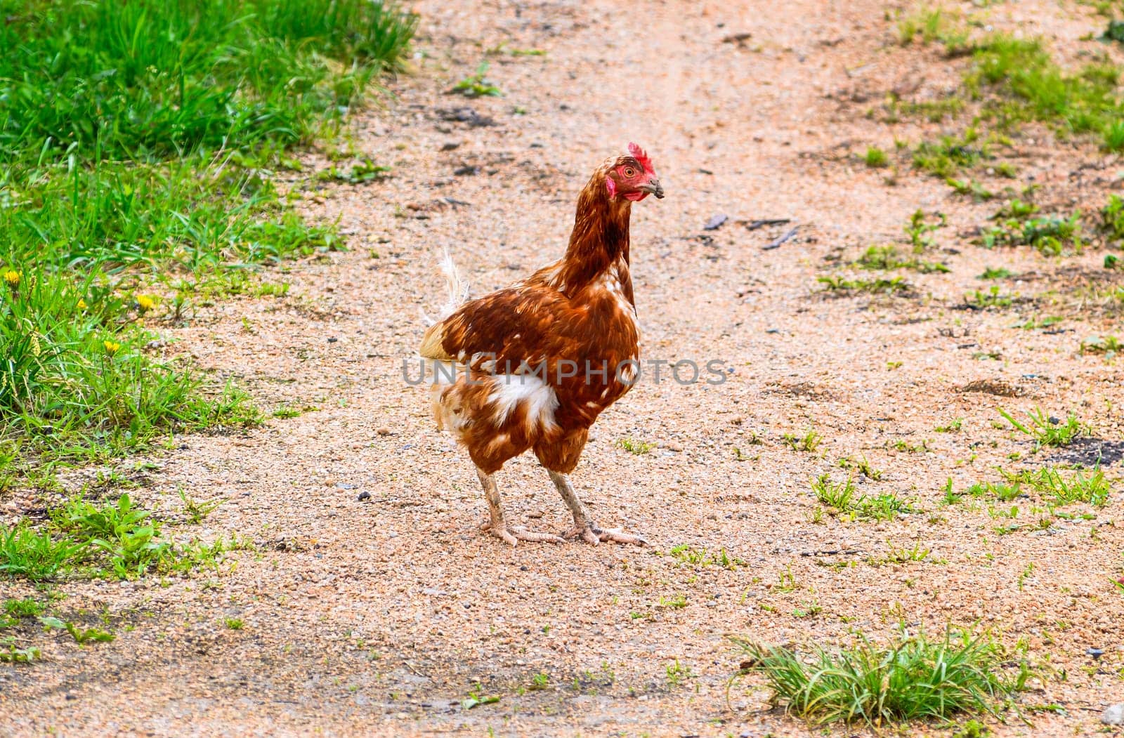 Little thin chicken standing on the road in the village