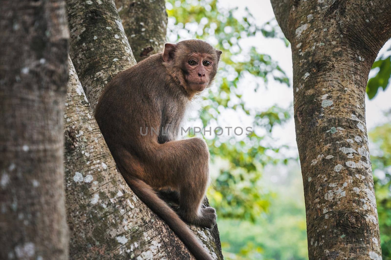 brown monkey sits on a tree in a tropical forest in Vietnam
