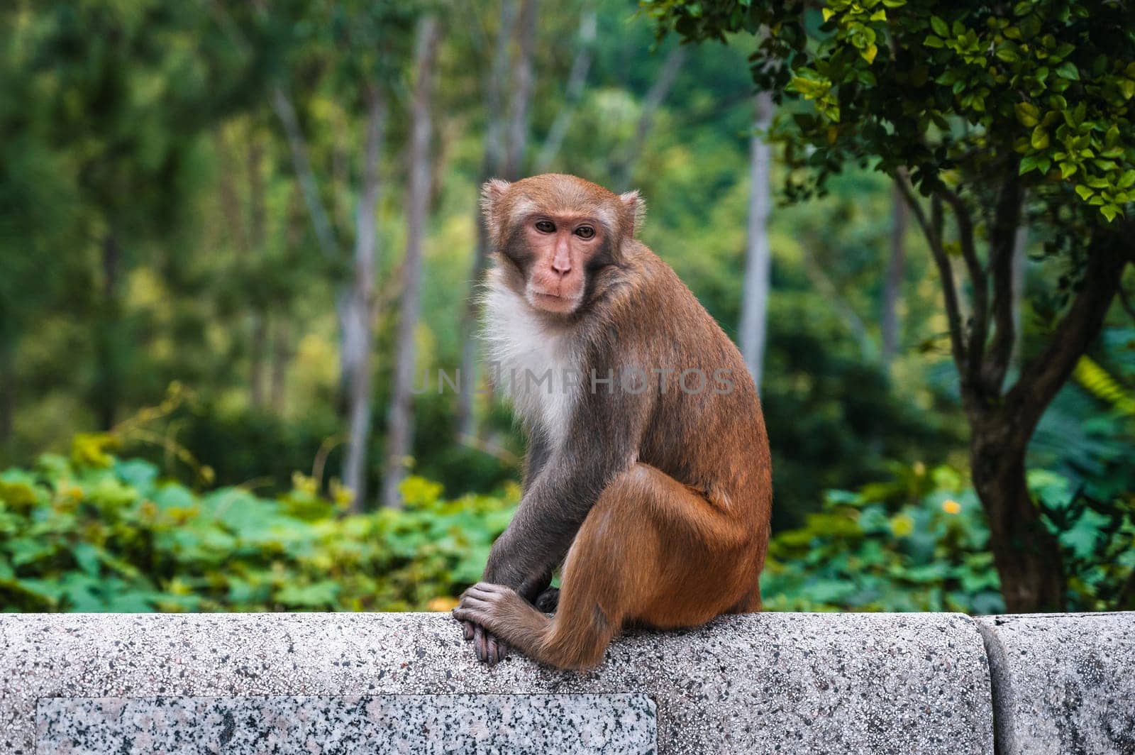 cute wild monkey in nature on monkey Mountain in Da Nang in Vietnam in Asia