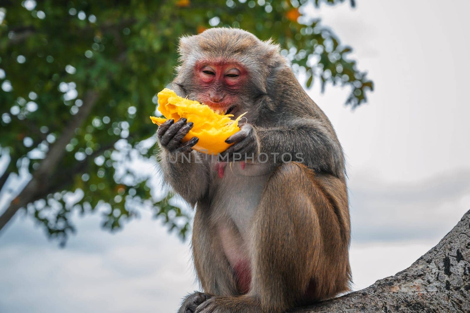 Happy funny monkey eats mango sitting on a tree in the forest in the wild nature