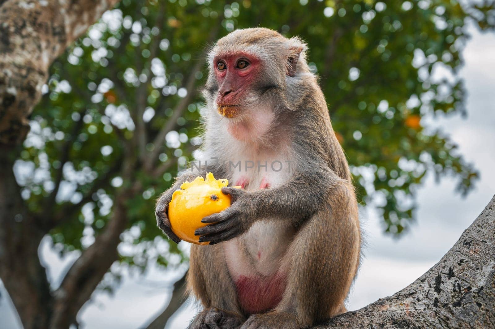 wild monkey eats mango sitting on a tree in the forest in nature close-up