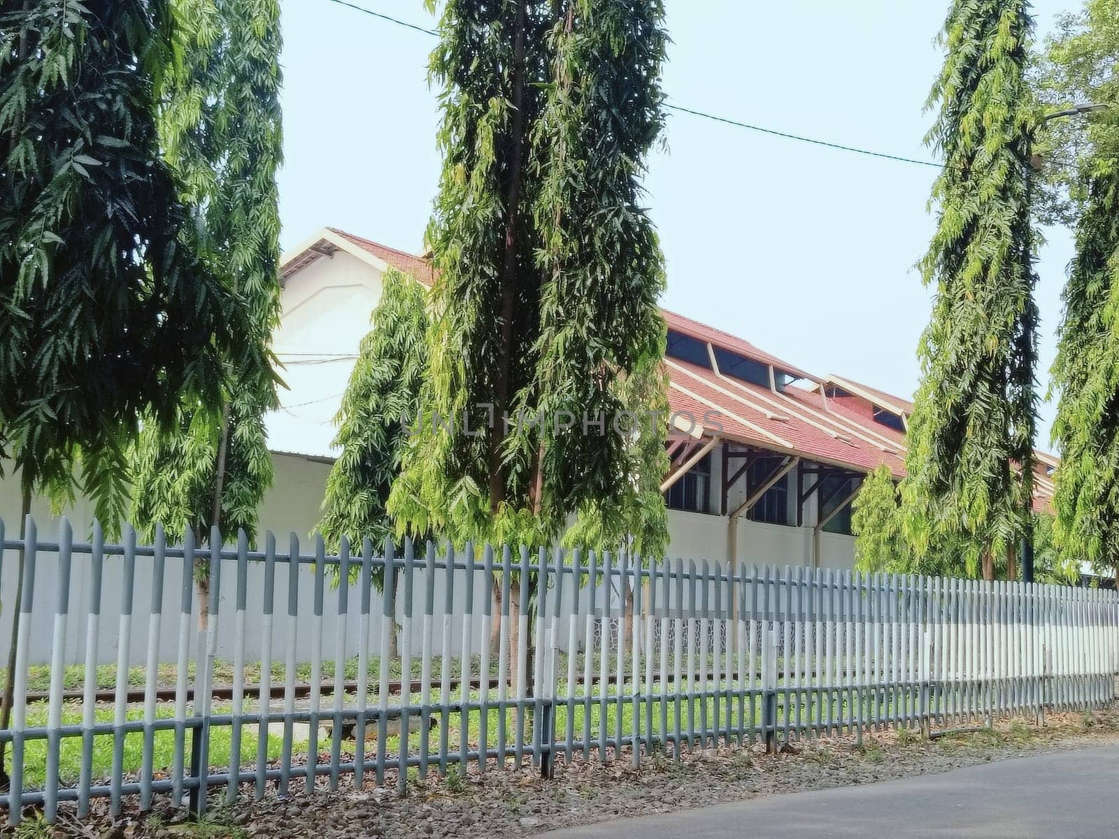 Greenery enhances this tranquil area with tall trees by a fence near a house, providing a peaceful suburban aesthetic surrounded by nature.